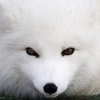 곿