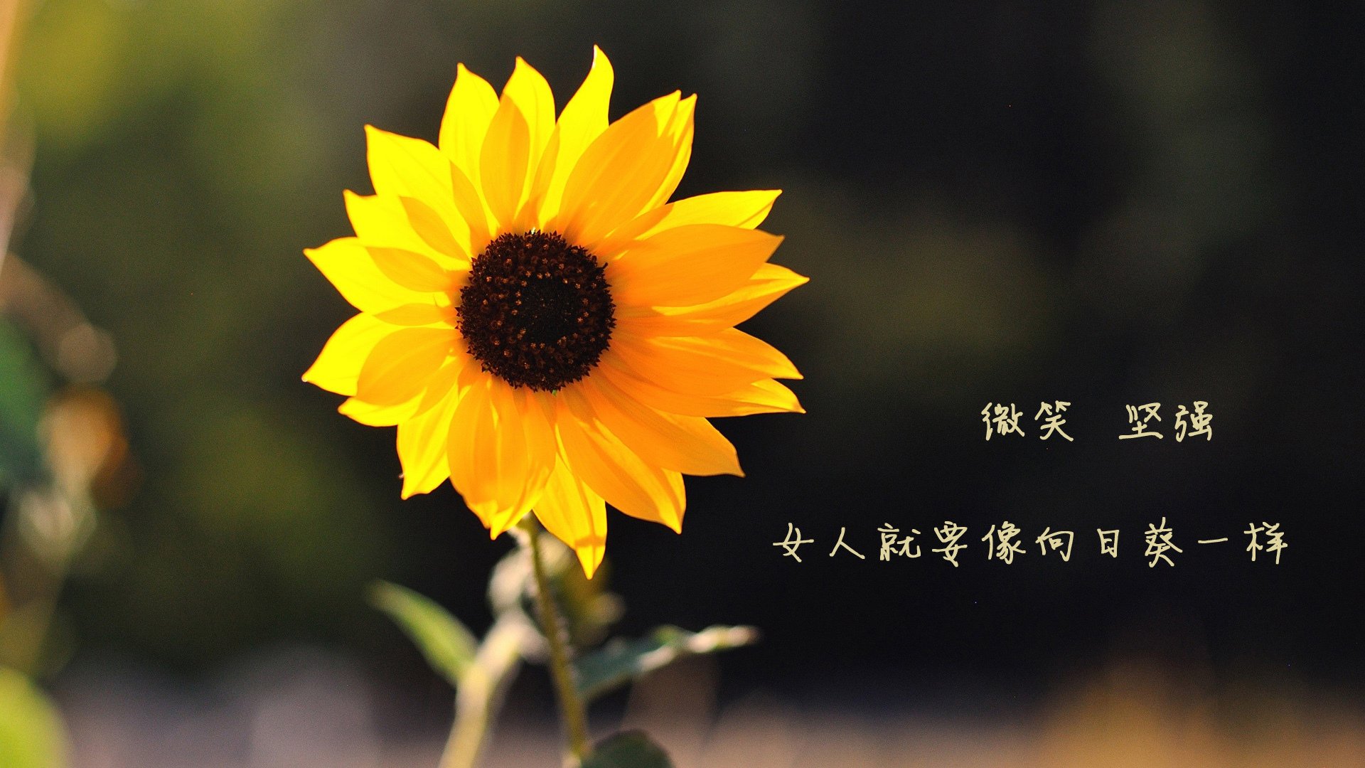 Ѷ΢׬Ǯܳ